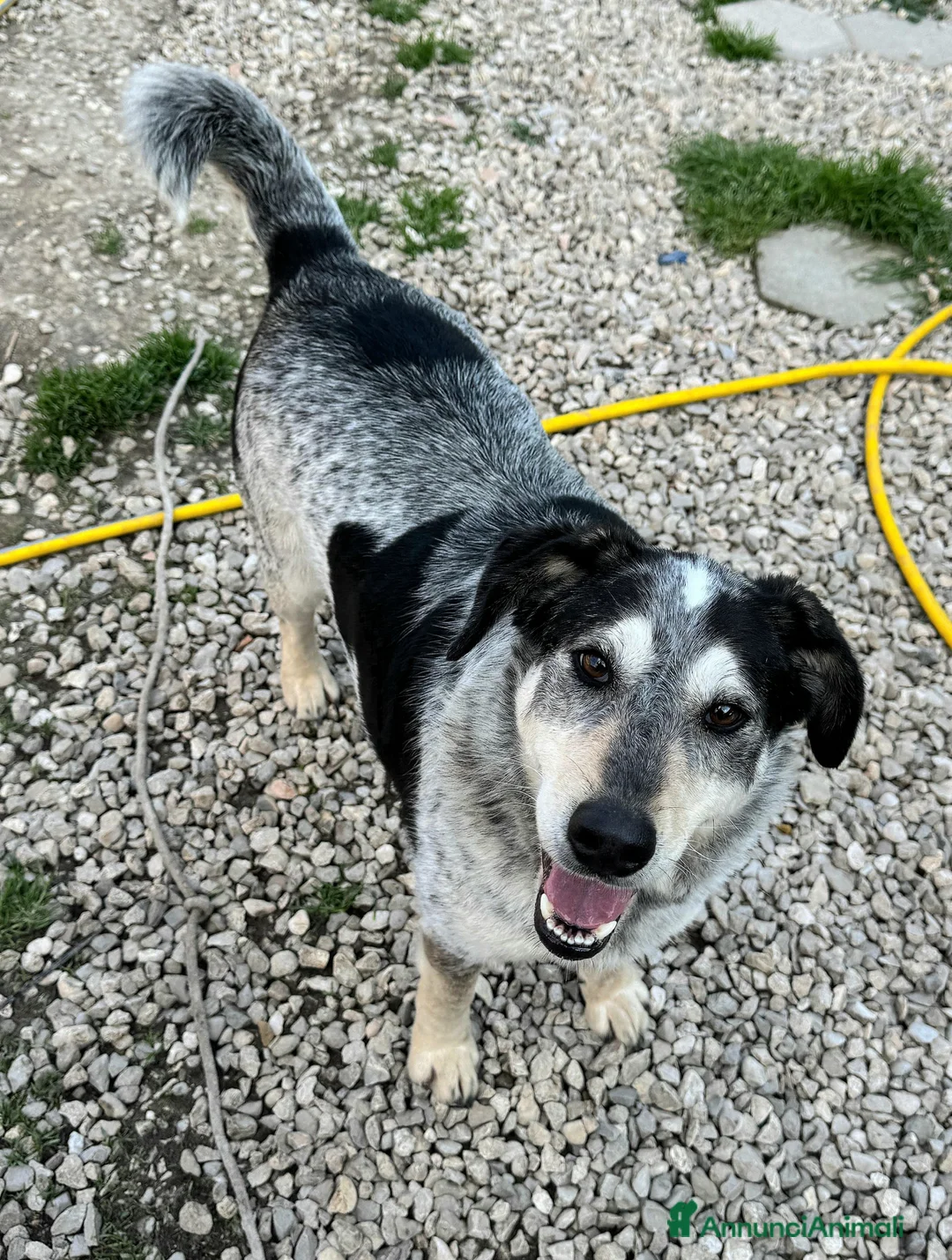 Meticcio cani in regalo: Mila 4 anni Taglia media  - Annuncio 2