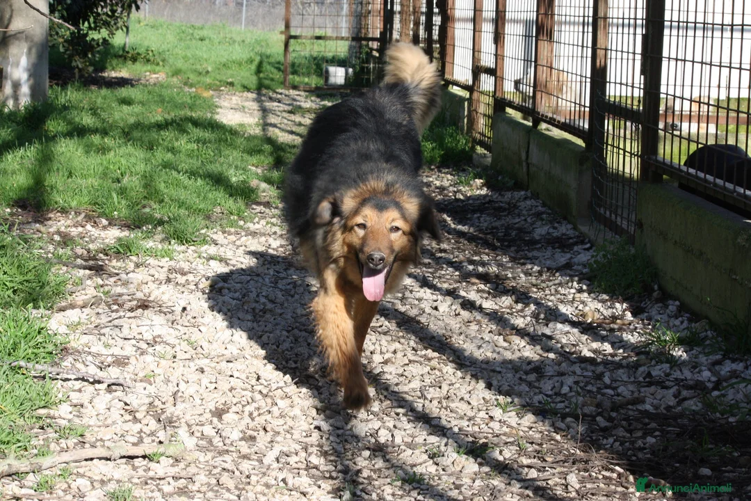 Meticcio cani in regalo: Enza in adozione - Annuncio 1