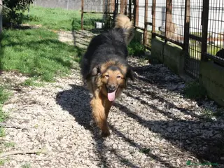 Meticcio cani Enza in adozione - Annuncio 16