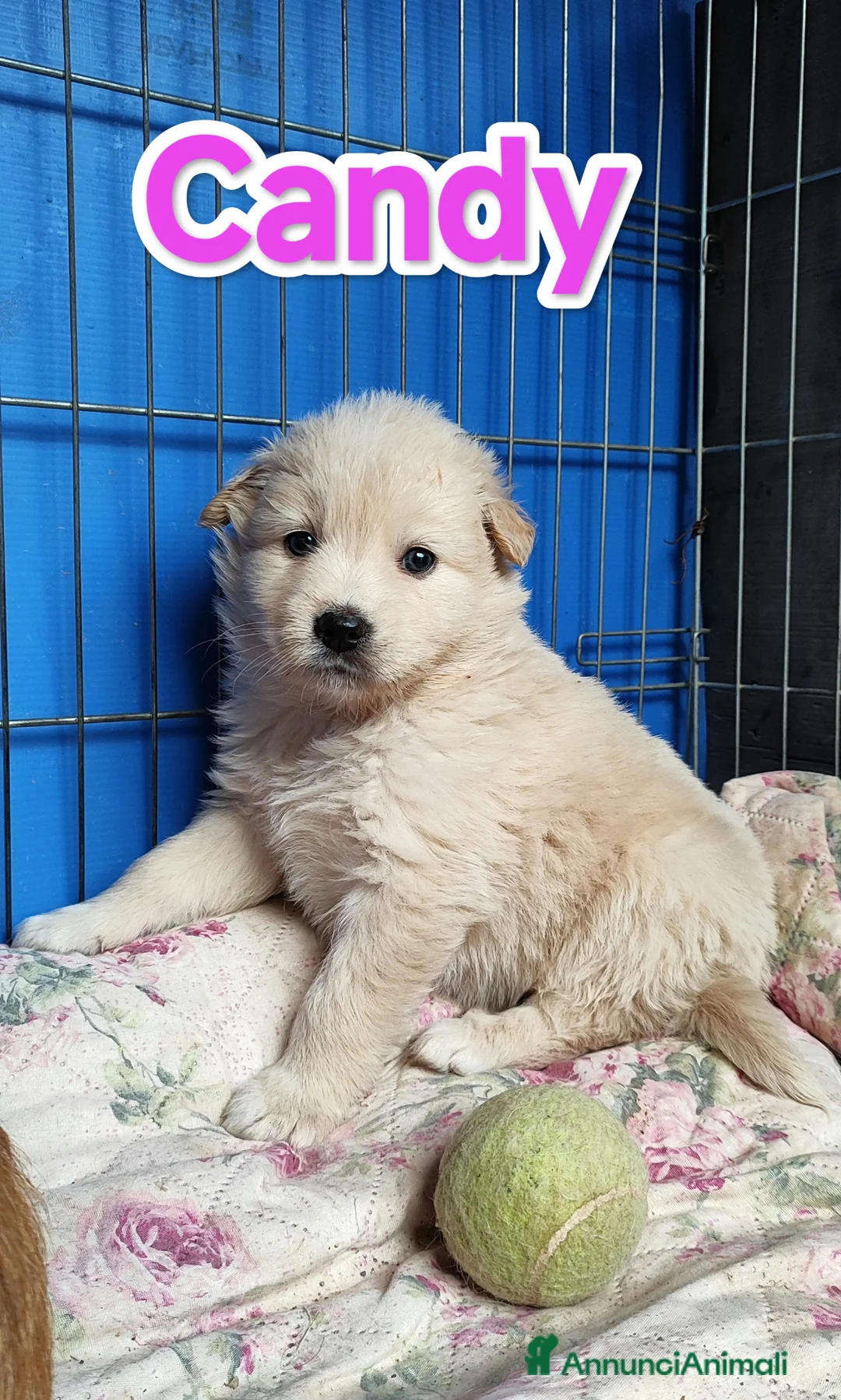 Meticcio cani in regalo: Cuccioli bellissimi cercano famiglia a Città Metropolitana di Torino - Annuncio 1