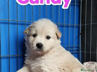 Meticcio cani Cuccioli bellissimi cercano famiglia - Annuncio 6