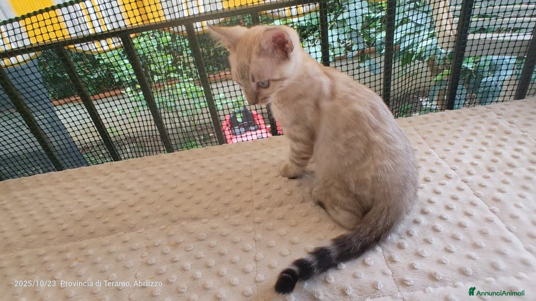 Bengala gatti in vendita: Cuccioli gatto Bengala  - Annuncio 1