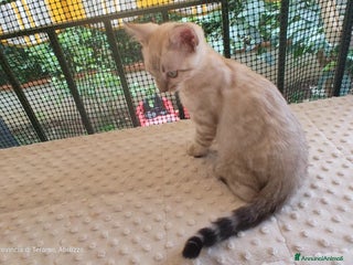 Bengala gatti Cuccioli gatto Bengala - Annuncio 23