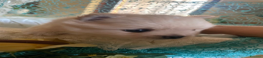 Spitz Cucciolo 4