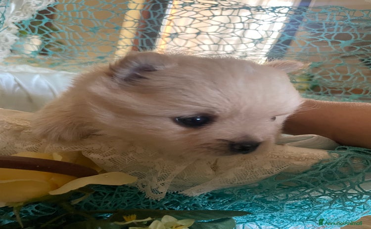 Spitz cani a Città metropolitana di Roma Capitale - Annuncio 2
