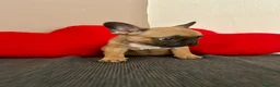 Bulldog Francese cani in vendita: Cucciolo di bulldog francese Mini Toy  - Annuncio 9