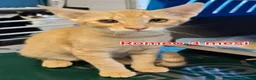 Altre razze gatti in regalo: ADOTTA UN GATTINO! a Provincia di Reggio Emilia - Annuncio 2