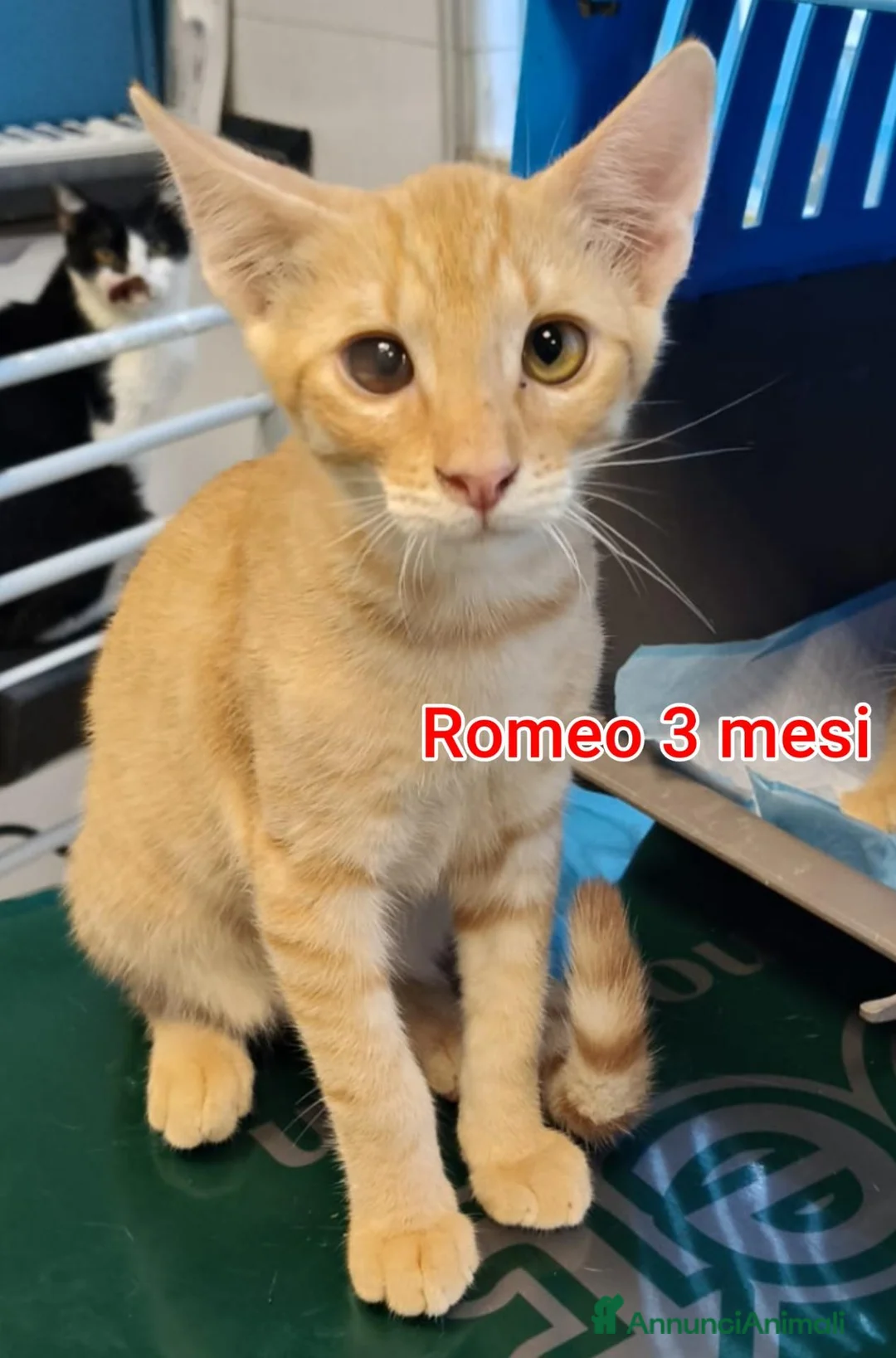 Altre razze gatti in regalo: ADOTTA UN GATTINO! a Provincia di Reggio Emilia - Annuncio 2