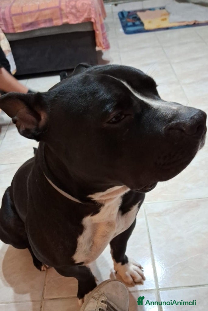 American Bully cani American Bully 2anni e 1/2 SOS URGE CASA.MILANO - Annuncio 1