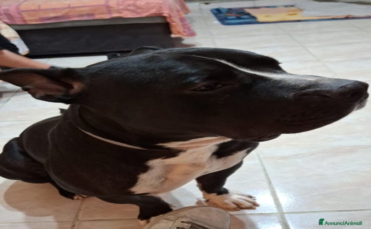 American Bully cani - Annuncio 1