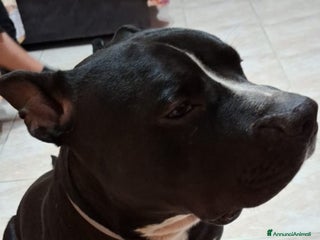 American Bully cani American Bully 2anni e 1/2 SOS URGE CASA.MILANO - Annuncio 2