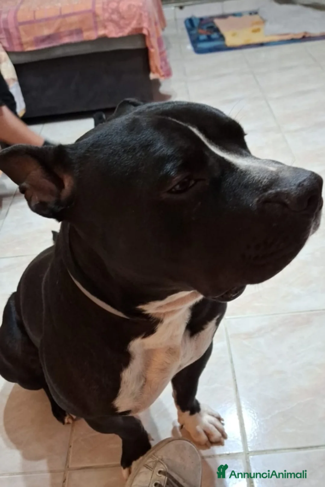 American Bully cani in regalo: American Bully 2anni e 1/2 SOS URGE CASA.MILANO - Annuncio 1