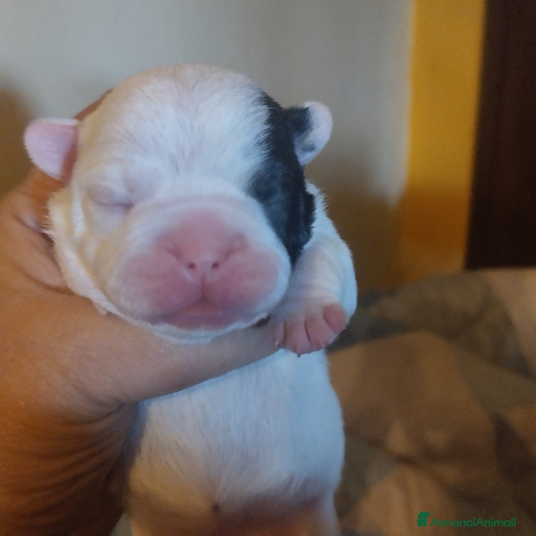 Bulldog Francese cani in vendita: Vendo - Annuncio 4