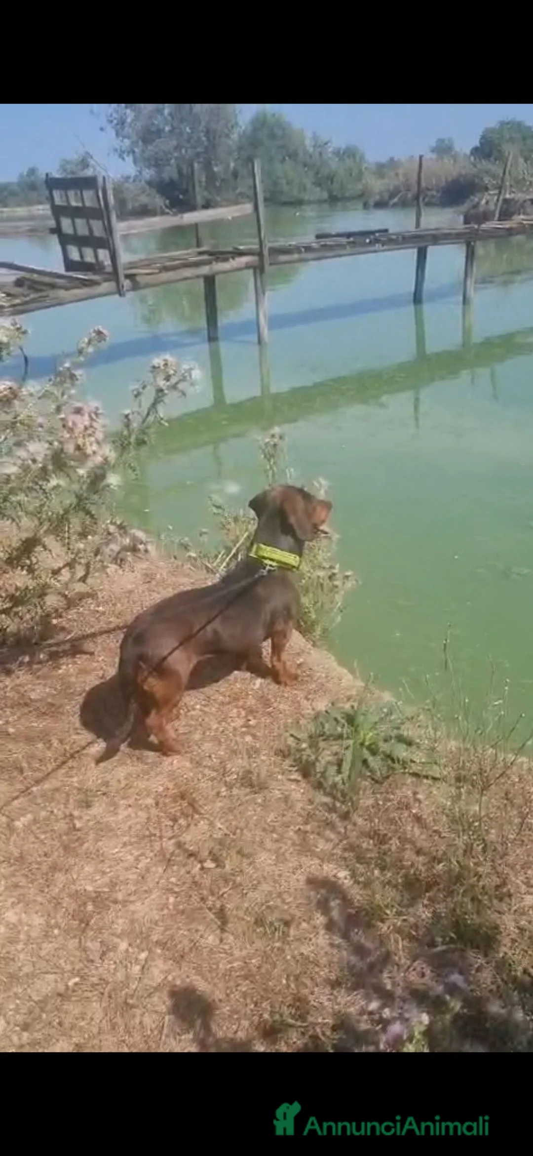 Alpenlaendische Dachsbracke cani in vendita: Femmina Dachsbracke - Annuncio 1