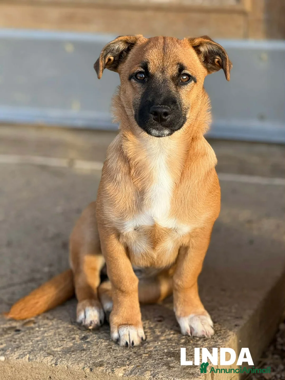 Meticcio cani in regalo: LINDA, dolce cucciola ZAMPACORTA! - Annuncio 3