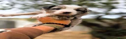 Border Collie cani in vendita: cuccioli border collie blue merle  - Annuncio 13