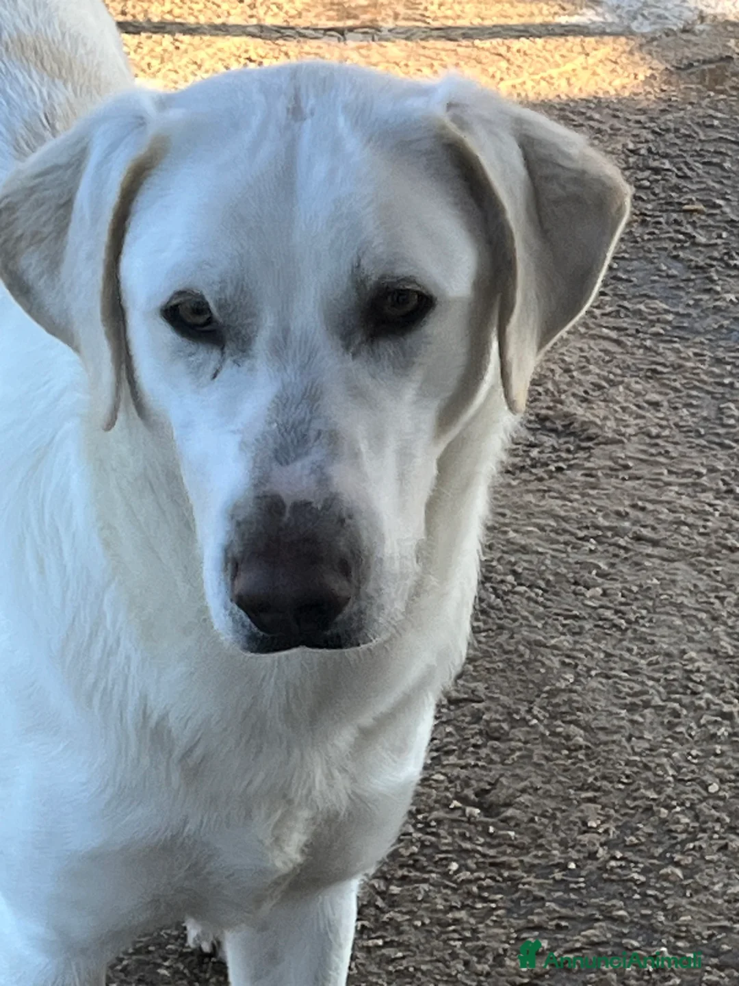 Meticcio cani in regalo: Un cane invisibile - Annuncio 8