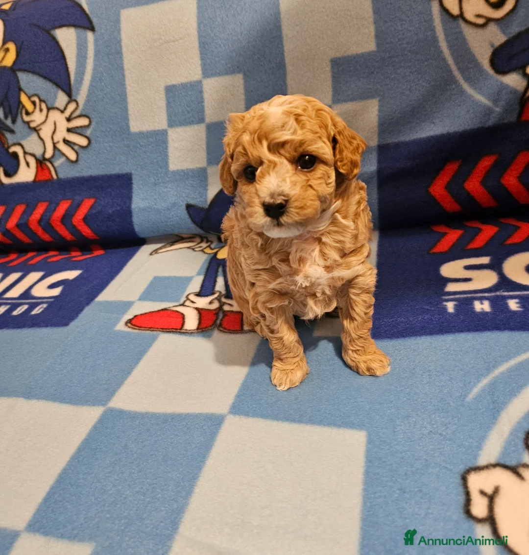 Maltipoo cani in vendita: Bellissimi cuccioli maltipoo  - Annuncio 5