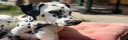 Dalmata cani in vendita: Cuccioli di Dalmata - Annuncio 26