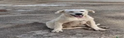 Meticcio cani in regalo: STRUDEL 💙: ADESSO TOCCA ALLE COSE BELLE 😍 a Provincia di Ferrara - Annuncio 5