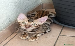 Bengala gatti in vendita: Brown Spotted  a Città metropolitana di Milano - Immagine 13