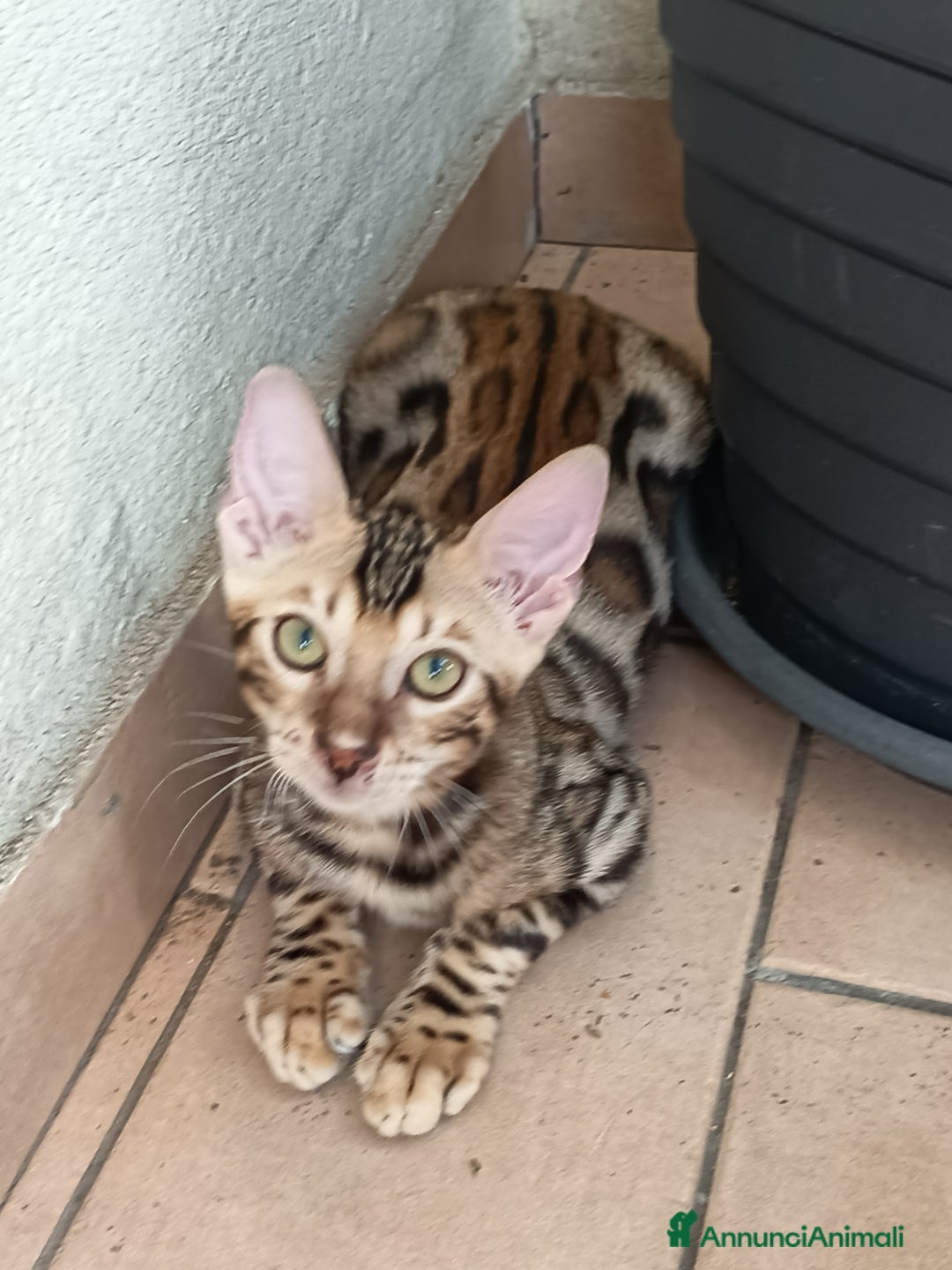 Bengala gatti in vendita: Brown Spotted  a Città metropolitana di Milano - Immagine 13