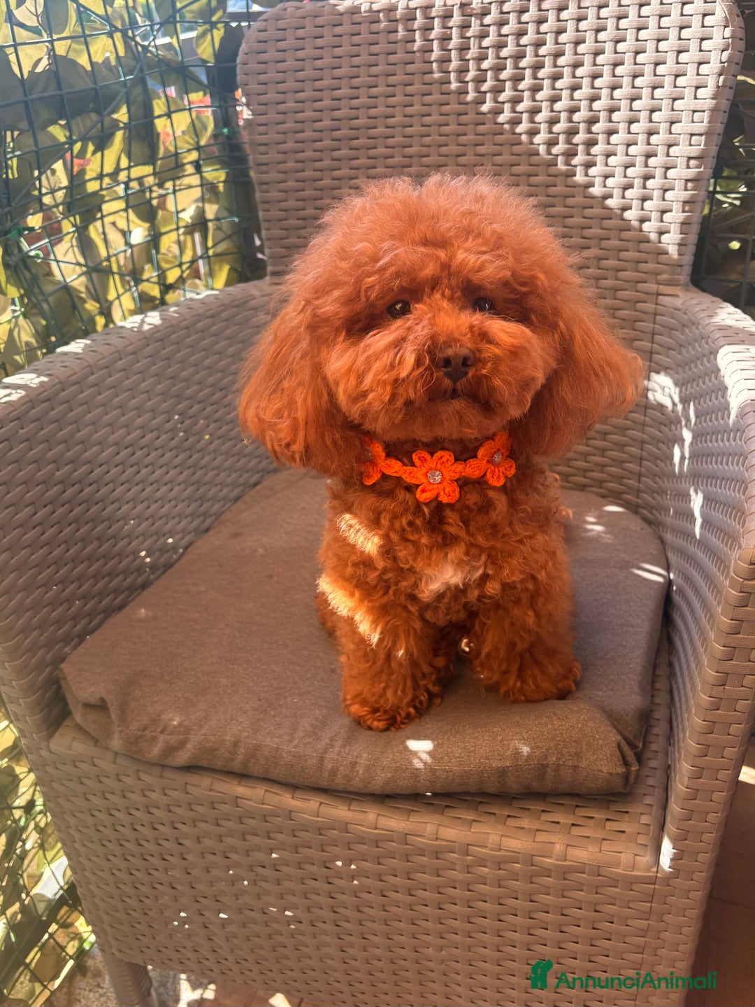 Barboncino Toy cani per accoppiamento: Barboncino Toy per accoppiamento  - Annuncio 6