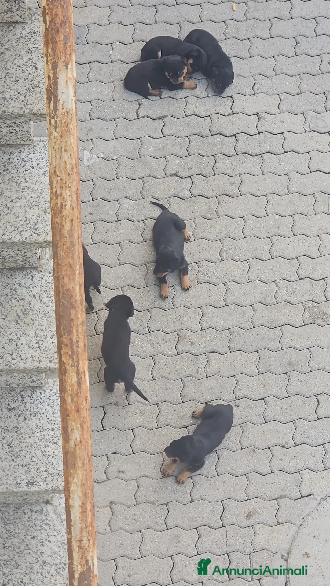 Rottweiler cani in vendita: Cuccioli di rotwailer  - Annuncio 2