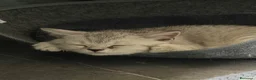 Scottish gatti in vendita: Gattino Scottish straight  a Provincia di Brescia - Annuncio 8
