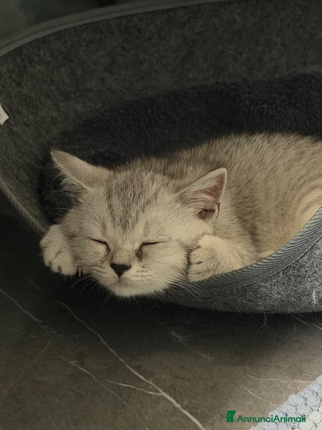 Scottish gatti in vendita: Gattino Scottish straight  a Provincia di Brescia - Annuncio 8
