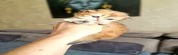 British gatti in vendita: British Longhair  - Annuncio 13