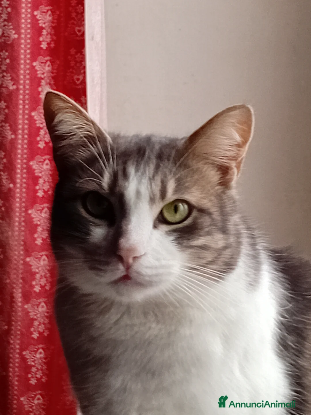 Europeo gatti in regalo: Dolcissima Arabella  - Annuncio 2