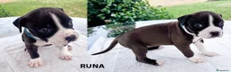 American Staffordshire cani in vendita: VENDO CUCCIOLI AMSTAFF - Annuncio 5