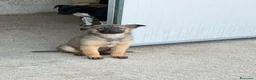 Meticcio cani in regalo: Rose  a Provincia di Verona - Annuncio 2
