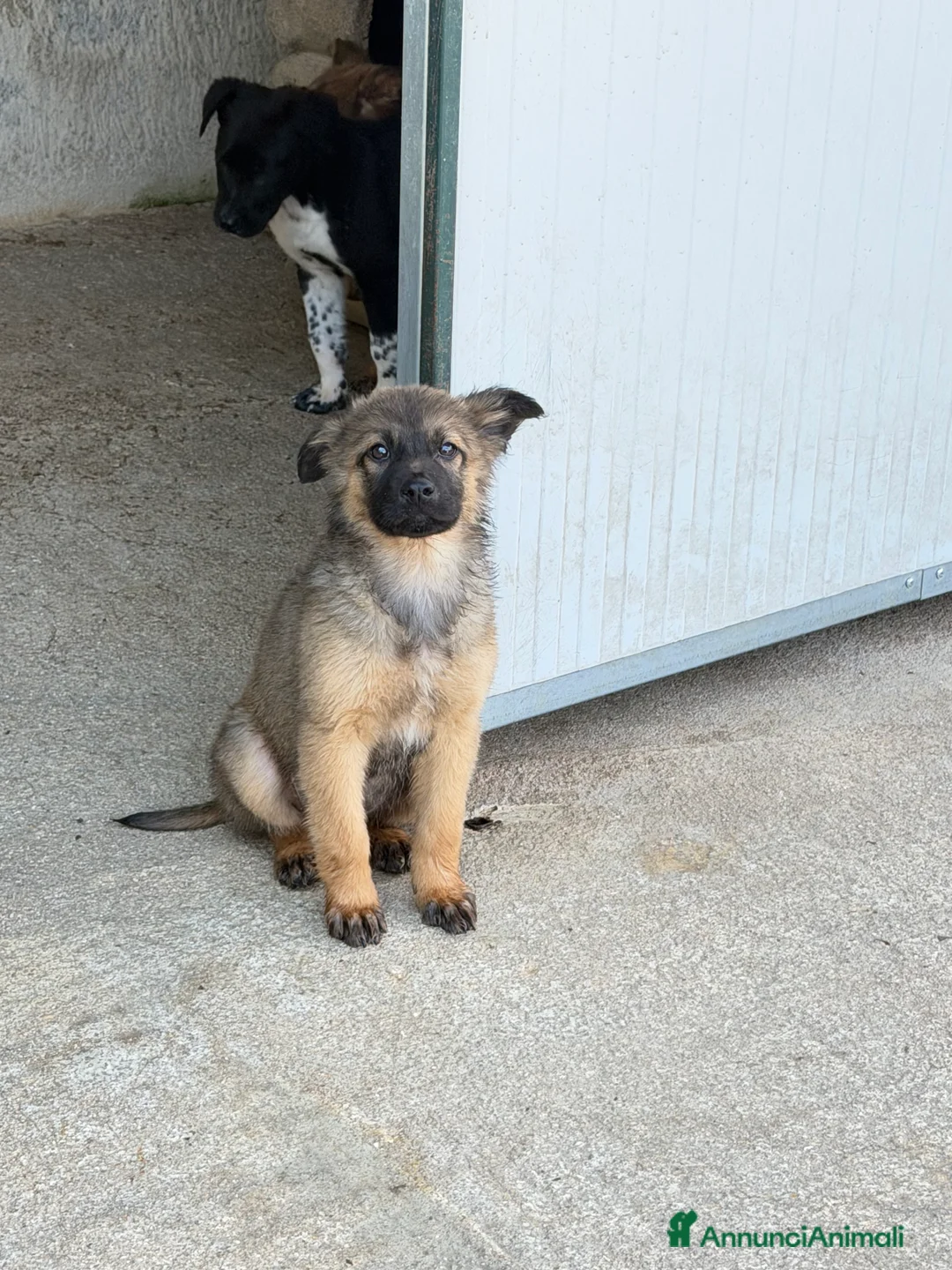 Meticcio cani in regalo: Rose  a Provincia di Verona - Annuncio 2