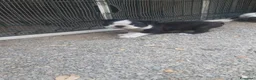 Boston Terrier cani in vendita: Cuccioli di Boston terrier con pedigree  - Annuncio 4