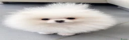 Spitz cani in vendita: Spitz Pomerania Toy nano - Annuncio 2