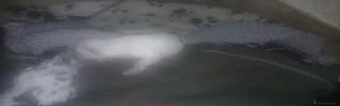Meticcio Cucciolo 6
