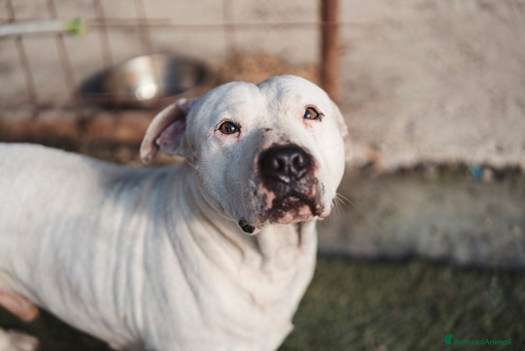 Pitbull cani in regalo: CIRO, PITBULL tanto dolce ma SOLO. - Annuncio 4