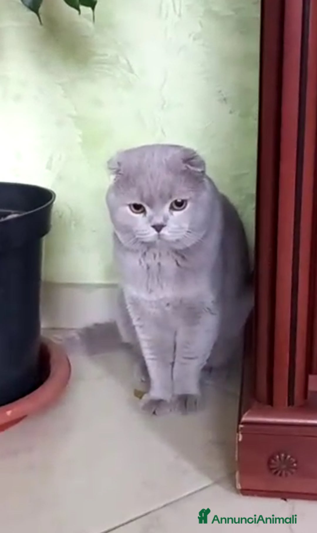 British gatti in vendita: British  - Annuncio 2