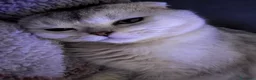 Scottish gatti per accoppiamento: Scottish fold disponibile per accoppiamento - Annuncio 4