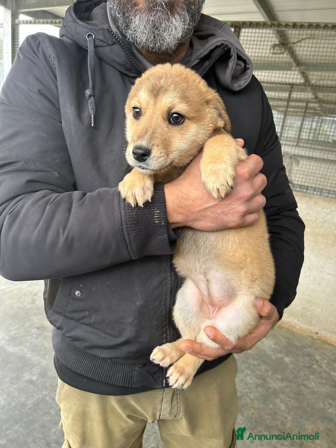 Altre razze cani in regalo: JESSICA TINO LYBRA - Annuncio 4