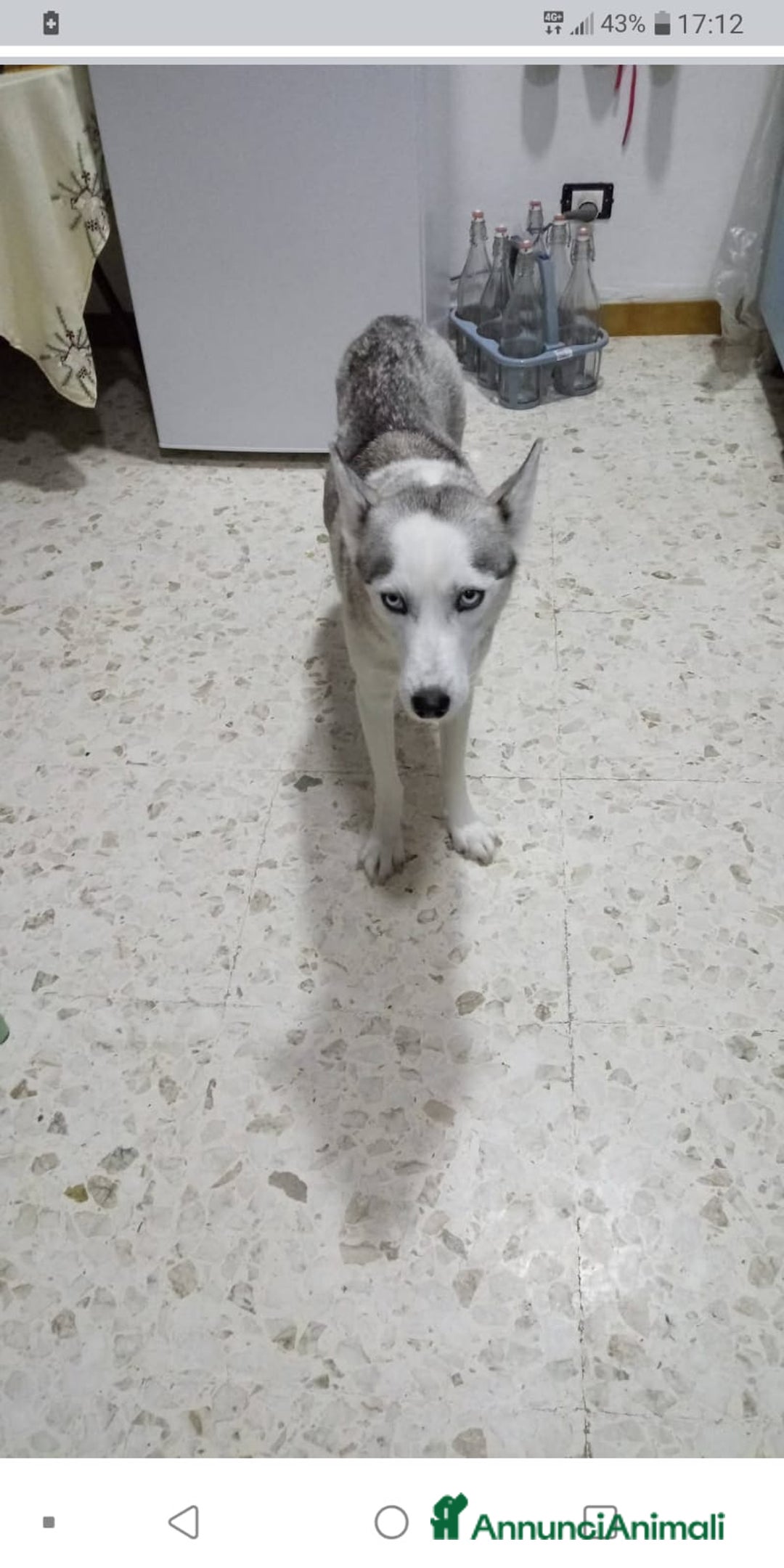 Husky cani in regalo: Mamma siberiana huski e le sue cucciole - Annuncio 1