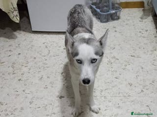 Husky cani Mamma siberiana huski e le sue cucciole - Annuncio 3