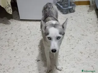 Husky cani Mamma siberiana huski e le sue cucciole - Annuncio 2