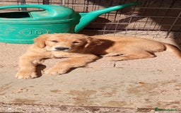 Golden Retriever cani in vendita: Golden retriever cuccioli disponibili  a Provincia di Pordenone - Immagine 2