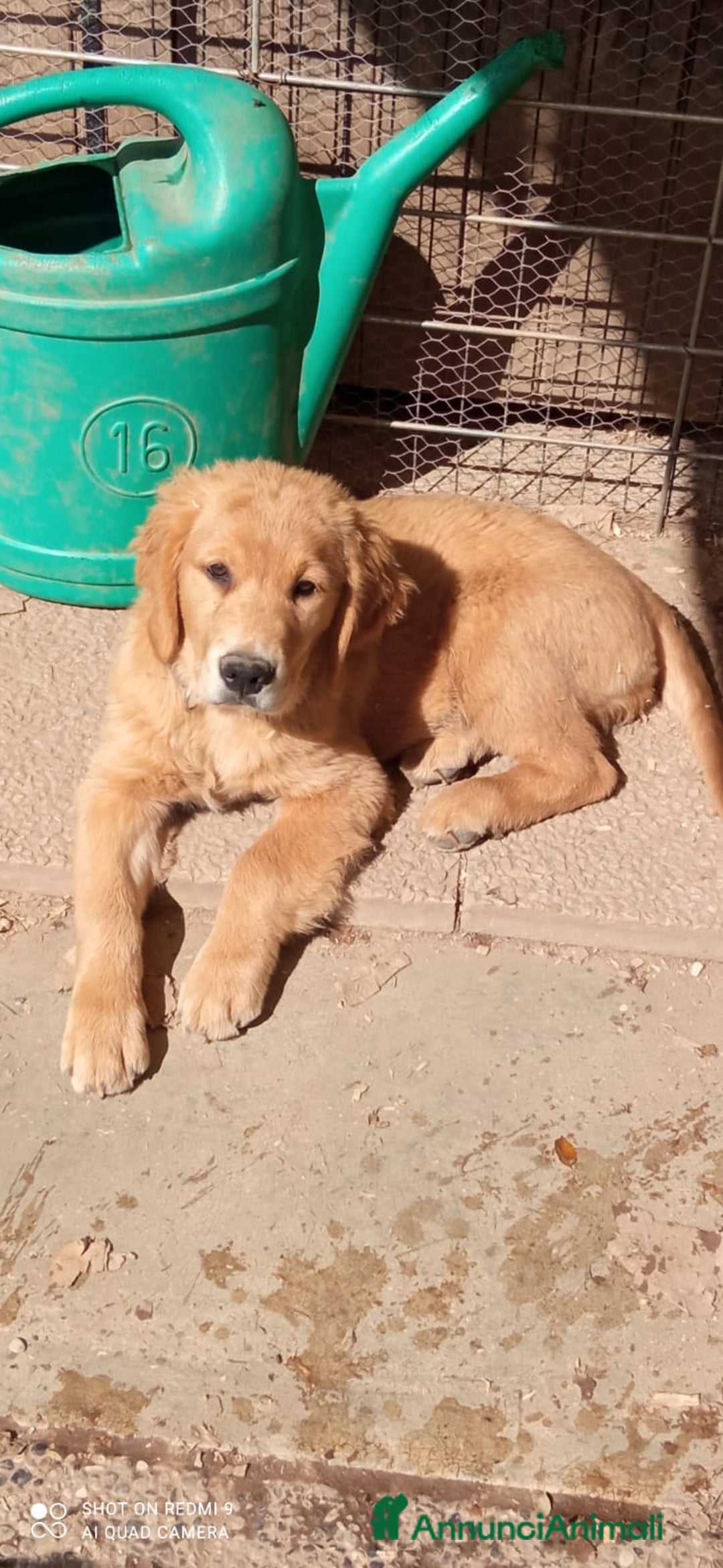 Golden Retriever cani in vendita: Golden retriever cuccioli disponibili  a Provincia di Pordenone - Immagine 2