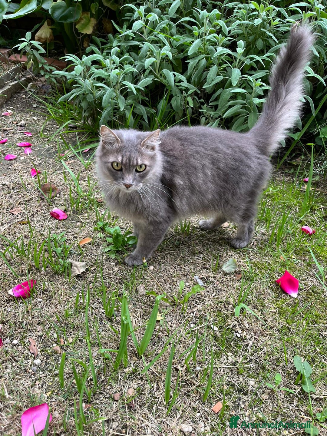 Norvegese gatti in regalo: Norvegesi delle Foreste in adozione - Annuncio 1