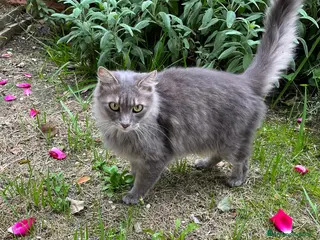 Norvegese gatti Norvegesi delle Foreste in adozione - Annuncio 42