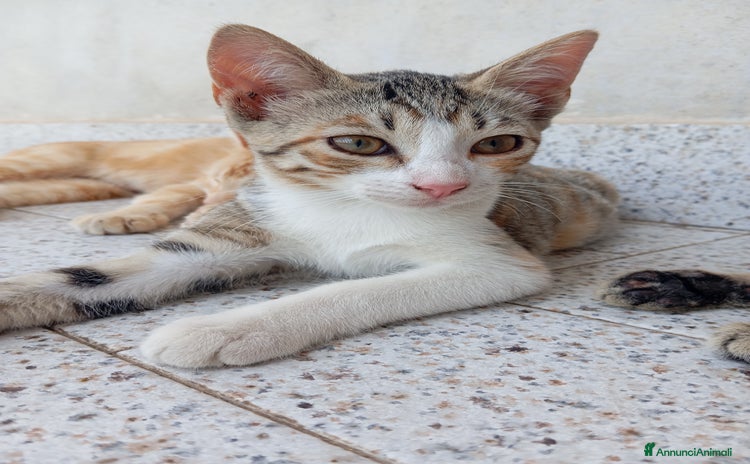 Altre razze gatti in regalo a Città metropolitana di Catania - Annuncio 2